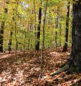 This is a deciduous Forest in Tennessee.