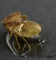 A bed bug climbs on a shed skin of a bed bug.