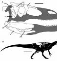 This is a skull and body reconstruction of the new dinosaur species, <i>Murusraptor barrosaensis</i>.