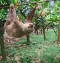 A two-toed sloth transits a plantation in northeastern Costa Rica using a cable ordinarily used to move cacao. A team of UW-Madison scientists recently found why sloths are such deliberate, slow-moving animals.