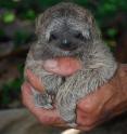 A baby three-toed sloth is part of ongoing studies of the animals at a site in northeastern Costa Rica. Researchers from the University of Wisconsin-Madison have published a new report on sloth energetics, helping explain why sloths live a slow-motion lifestyle.