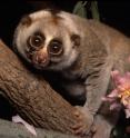 This is the slow-loris.