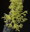 Wolf lichen (<i>Letharia vulpine</i>), a lichen species studied by a team of University of Montana researchers, show that some of the world's most common lichen species actually are composed of three partners, not the widely recognized two.