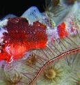 Live specimen of the new scorpionfish western Atlantic congener <i>Scorpaenodes tredecimspinosus</i>.