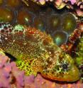 Live specimen of the new scorpionfish western Atlantic congener <i>Scorpaenodes caribbaeus</i>.