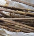 These are 2,000-year-old personal hygiene sticks with remains of cloth, excavated from the latrine at Xuanquanzhi.