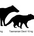 Illustration showing size comparison of Australian marsupials including new extinct species of carnivorous marsupial, <i>Whollydooleya tomnpatrichorum</i>, from New Riversleigh fossil site in Queensland.