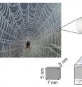 Scientists at Rice University and in Europe and Singapore studied the microstructure of spider silk to see how it transmits phonons, quanta of sound that also have thermal properties. They suggested what they learned could be useful to create strong synthetic fibers with silk-like properties.