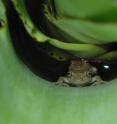 This image shows an amplectant pair of <em>Scinax alcatraz</em> laying eggs in water accumulated in a bromeliad.