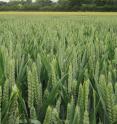 Researchers surveyed 75 plant species to identify top performing enzymes that will help increase the yields of staple food crops such as wheat.