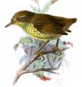 Lyall's wren: an extinct acanthisittid wren, infamously reported as having been both discovered and exterminated by a lighthouse-keeper's cat.