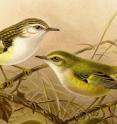 The rifleman: one of the two living species of acanthisittid wren.