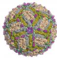 This image shows the mapping of the three distinct Zika virus DIII epitopes onto the mature virion.
