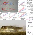 The upper right panel shows the measurements that are larger in the Southern Tidewater Goby (<em>E. kristinae</em>) in red and larger in the Northern Tidewater Goby (<em>E. newberryi</em>) in blue, with graphs of the five most distinguishing measurements. The range map on the right shows the geographic boundary between the historic ranges of the two species. Note the inferred range (blue dash), historically verified sampled range (yellow bar) and current populations (red dots) of the Southern Tidewater Goby. A photograph of the Southern Tidewater Goby appears in the Lower left.