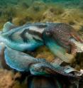 Two male giant Australian cuttlefish performing the lateral display in an attempt to gain access to a female hiding under the rock