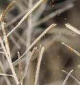 Seeds are ready to disperse from the <em>Arabidopsis thaliana</em> plant in a greenhouse.