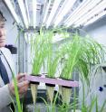 U of T Scarborough Professor Herbert Kronzucker has helped identify "superstar" varieties of rice that can reduce fertilizer loss and cut down on environmental pollution in the process.