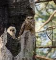 An adult female California spotted owl and owlet on the nest.