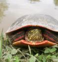 The painted turtle, widespread across North America, is one of the turtle species that uses red pigment for external display as well as color vision. Samples from this species were used in the new study.
