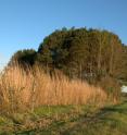 View of tree, switchgrass, and native vegetation buffer plots from the field.
