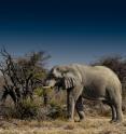 This is an elephant in Namibia.