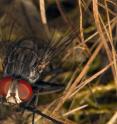 This is an adult female <i>Philornis downsi</i>.