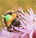 A bumblebee forager fitted with a lightweight transponder which allows researchers to track its position feeds on a thistle.