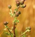 A bumblebee forager fitted with a lightweight transponder which allows researchers to track its position feeds on a thistle.