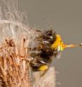 A bumblebee forager fitted with a lightweight transponder which allows researchers to track its position is seen sitting on a dead thistle.