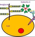 Galectin-3, a well-known lectin protein that binds with sugars, could have a number of interactions with other glycan-binding proteins, which may complicate the biological processes that drive cancer growth, neural growth and white blood cell activities.