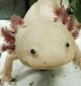 The axolotl, or Mexican salamander, is one of the three regenerative species described in a new paper that identified common genetic regulators governing limb regeneration in all three species. The findings suggest that these regulators aren't specific to individual species, but have been conserved through evolution, including in humans. The discovery opens the door to being able to manipulate these regulators with drug therapies.