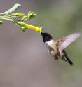 Longer flower tubes are often associated with more specialist pollinators, like the black-chinned hummingbird visiting Nicotiana glauca seen here, whereas a greater variation of different pollinators can access the flower rewards of shorter and wider flowers.
