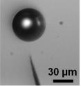 This is a microbubble immobilized in the solution, above the apex of the
nanoelectrode (potential Vm=3V, _ v=1000 Hz).