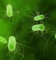 Engineers at Washington University have found a new way to boost biofuel production in <i>E. coli</i> bacteria by altering its protein structure.