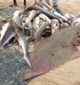 Over-fishing, such as for these sharks in Gabon, is wiping out threatened species worldwide.