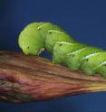<I>Manduca sexta</I> caterpillars can grow up to 10 cm long making them ideal for laboratory experiments to investigate their biochemistry and physiology.