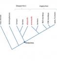 This is a simplified diagram showing evolutionary relationships among primates. NW, new world; OW, old world.