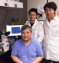 Researchers Lining (Arnold) Ju, Cheng Zhu (seated) and Yunfeng Chen are shown with the single-molecule force measurement tool used to study how platelets sense the mechanical forces they encounter during bleeding.