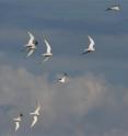 The picture shows terns photographed on the Swedish island &Ouml;land.