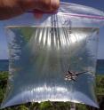 A High-hat fish is placed in a plastic bag for half an hour during fieldwork in The Bahamas. Scientists measured the nutrient content in the water before and after to determine the fish's nutrient output.