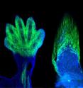 Markers of the wrists and digits in the limb of a mouse (left) are present in fish and demarcate the fin rays (right). The wrist and digits of tetrapods are the cellular and genetic equivalents of the fin rays of fish.