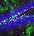 These are neural stem cells in the adult mouse hippocampus. Green: the stem cells and their progeny express protein. Magenta: the hippocampal stem cells generate newborn neurons. Blue: mature granule neurons.