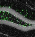 Illumination of the fluorescent biomarker in green revealed that the adult mouse brain could be infected by Zika in a region called the subgranular zone of the hippocampus. Full of neural progenitor cells, this part of the brain is important in learning and memory.