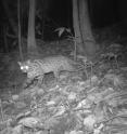 Leopard cat caught by motion-sensitive cameras.