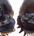 Heads of horned and cyclopic beetles of the genus <em>Onthophagus</em> are shown. After knocking out the gene otd1, the cyclopic beetle (right) lost the horn but gained a pair of small compound eyes in the center of the head.