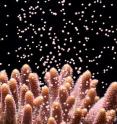 Coral releasing egg/sperm bundles which will be fertilized in the water to form poppy-seed-sized larvae.