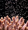 This image shows coral releasing egg/sperm bundles which will be fertilized in the water to form poppy-seed-sized larvae.