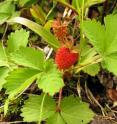UNH scientists constructed a linkage map of the seven chromosomes of the diploid <em>Fragaria iinumae</em>, which allows them to fill in a piece of the genetic puzzle about the eight sets of chromosomes of the cultivated strawberry.