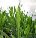 <I>Plantago lanceolata</I> -- the plantain found in the high carbon dioxide springs and the subject of this study.