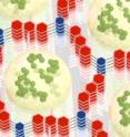 A conductive polymer (green) formed inside the small holes of a hexagonal framework (red and blue) work together to store electrical energy rapidly and efficiently.